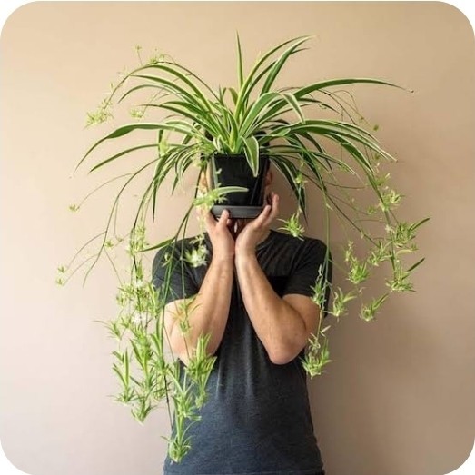 Spider Plant Starter Plants Indoor House