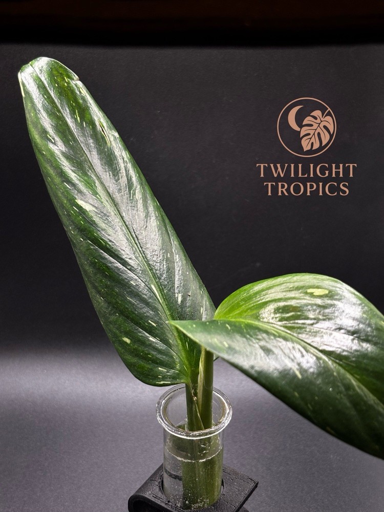 Rare Monstera Standleyana Albo Variegata – Rooted Cutting Live Plant Aroid