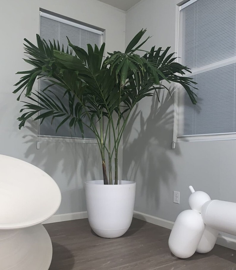 Christmas Palm Tree Live Plant in 2 Gal Pot, 2-3 ft Tall, No Shipping to CA or HI