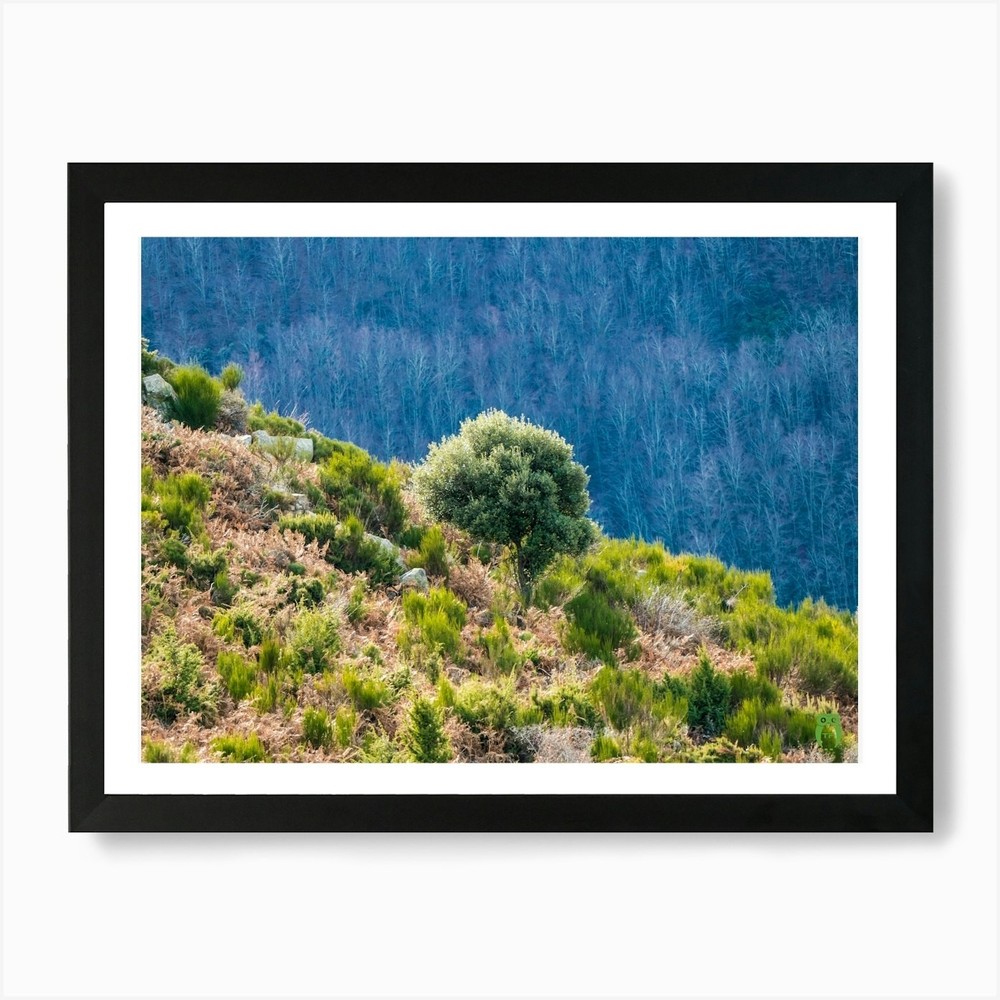 Olive Tree on Hillside Framed Wall Art Canvas Print Poster 2018  