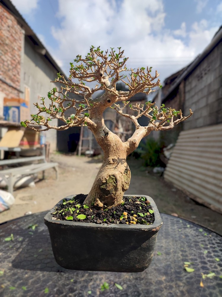 Premna Microphylla Bonsai Tree Old Contest Specimen Live Plant