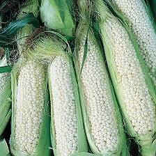 20+ are white pearly, country, gentlemen, corn rare colors beautiful organic no