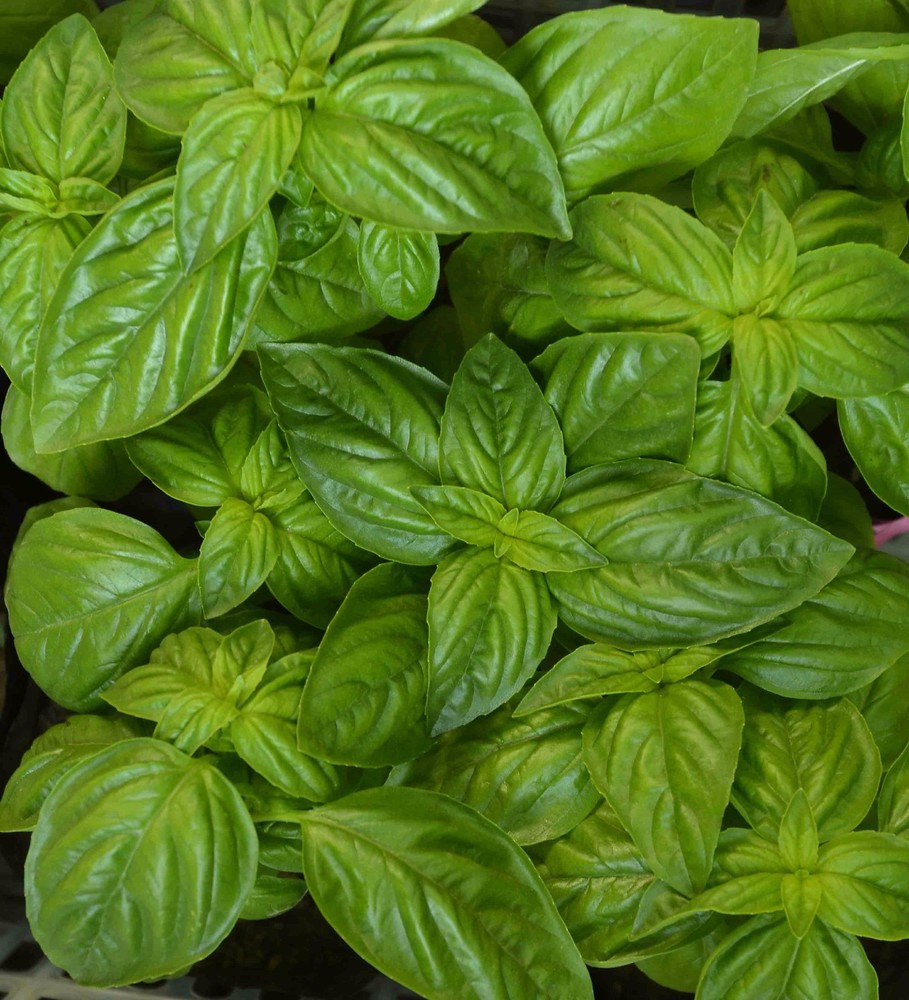 Genovese Basil Herb Seeds, NON-GMO, Heirloom, Variety Sizes, FREE SHIPPING
