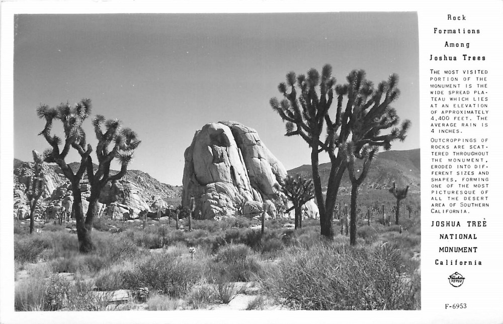 1940s California Joshua Tree monument Frasher F-6953 RPPC Postcard 25-9485