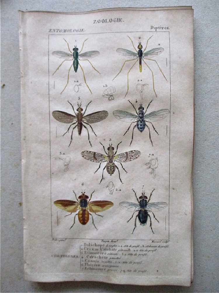 Vintage 1810 Entomology Print CHETOLOXES DIPTERES by TURPIN