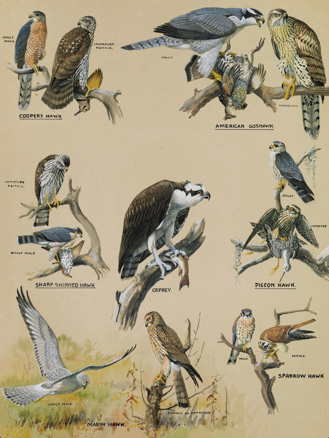 Vintage 1920 Bird Watching Print - Hawk Family by Louis Agassiz Fuertes  -image