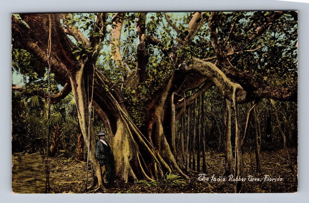 Vintage Florida India Rubber Tree Souvenir Postcard PC