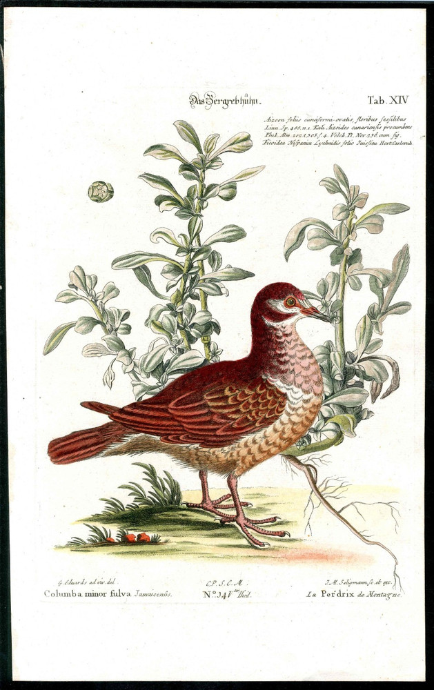 1768 George Edwards Original Bird Print Seligmann Engraving Mountain Partridge