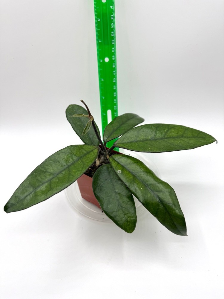 Hoya sp. Singapore Well Rooted Established Plant