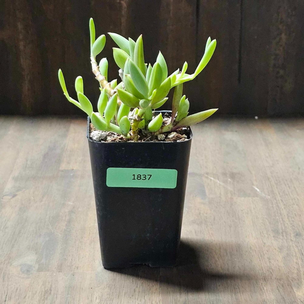 String of Bananas in a 4