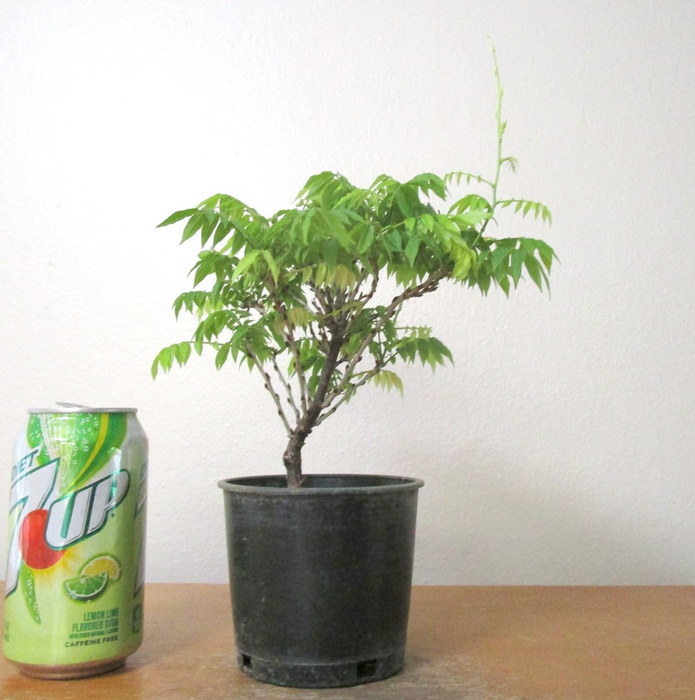 Dwarf Wisteria Hime Fuji for Mame Shohin Bonsai Blooming Tree Multiple Listing