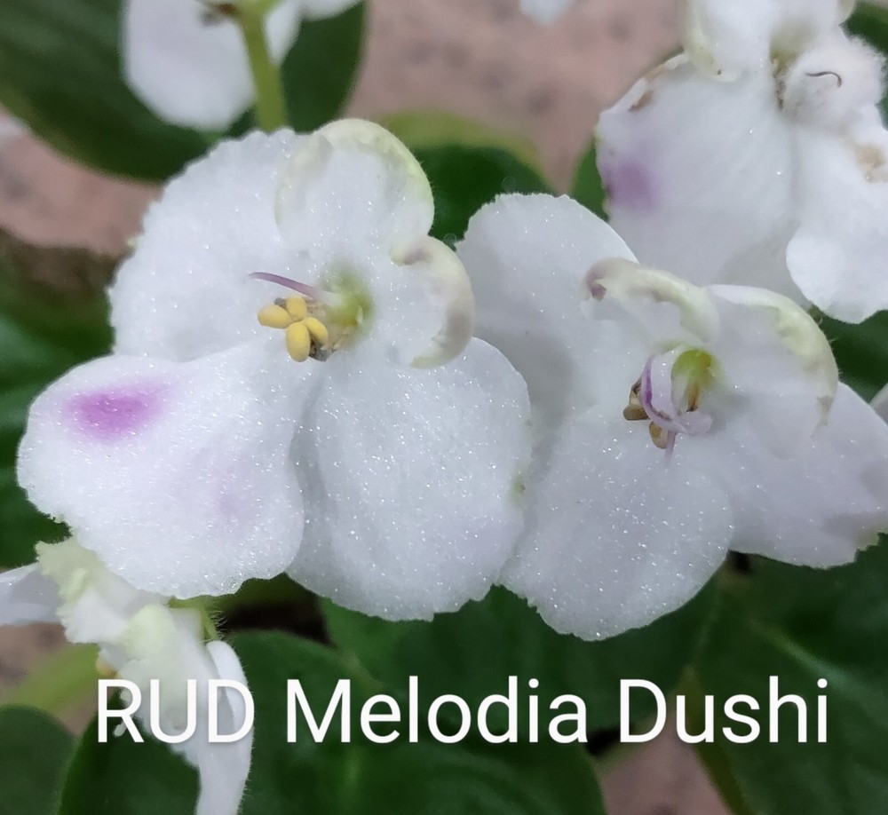 African Violet LEAF POT - RUD MELODIYA DUSHI standard