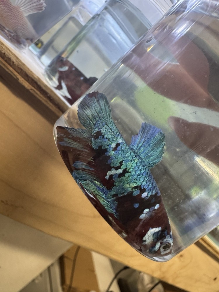 Vibrant Male Koi Plakat Betta Fish for Your Aquarium  