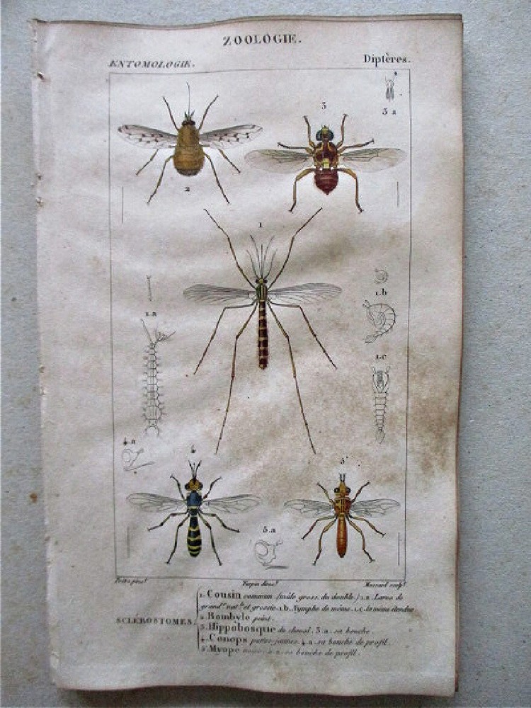 Vintage 1810 Entomology Print SCLEROSTOMES DIPTERES 1 by TURPIN