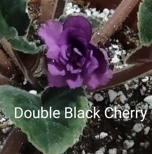 African Violet LEAF POT - DOUBLE BLACK CHERRY standard VINTAGE