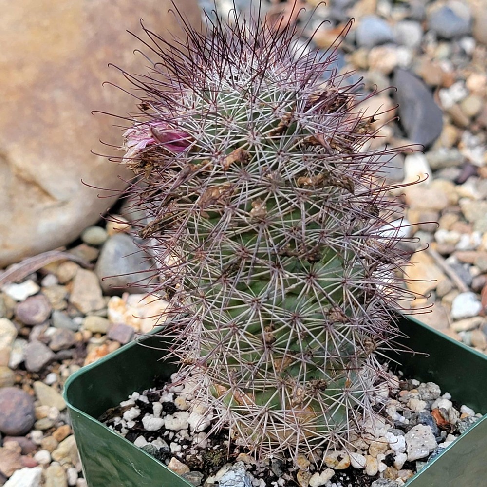 Mammillaria fraileana
