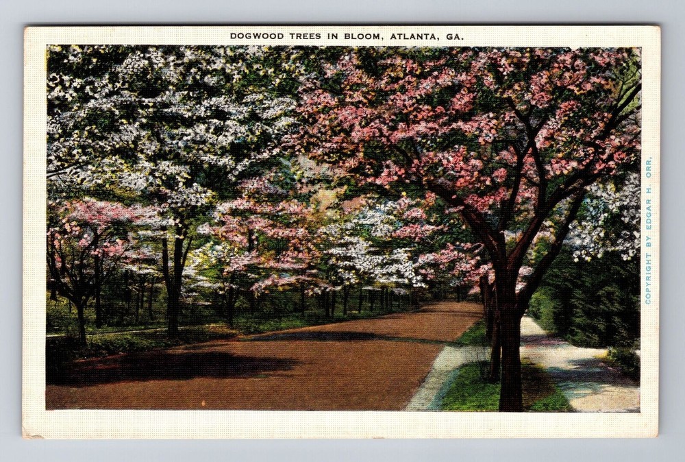Atlanta GA Georgia Dogwood Trees Bloom Antique Vintage Souvenir Postcard