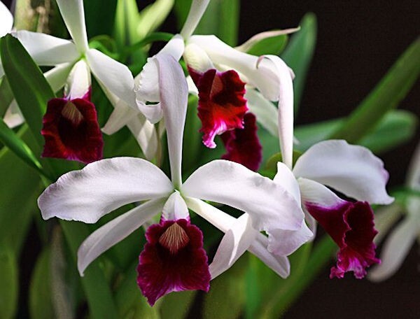 Lc Purpurata semi alba 'Uzar#1 x Uzar#2 Live Orchid Plant 2B39
