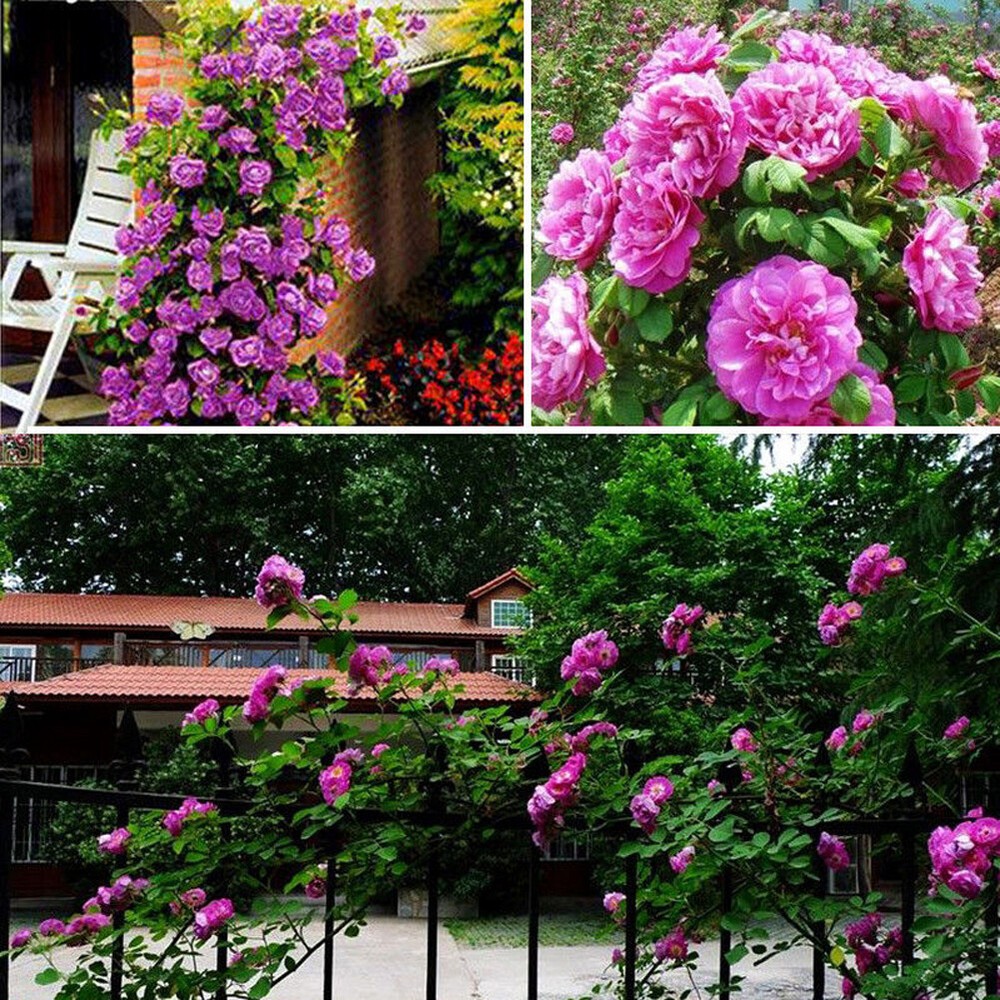 Multiflora Climbing Rose Rosa Perennial Fragrant Flower Seeds Home Decor 100Pcs
