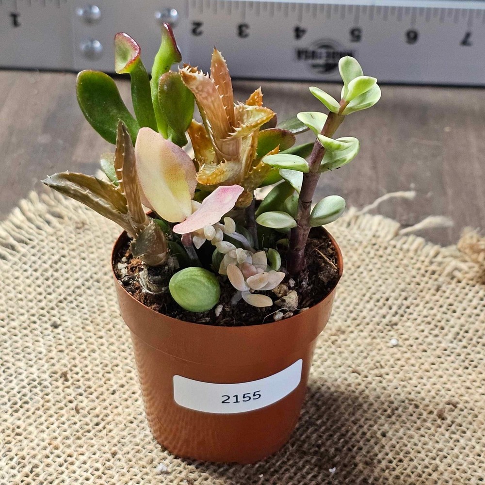 Assorted Succulents in a 2.5