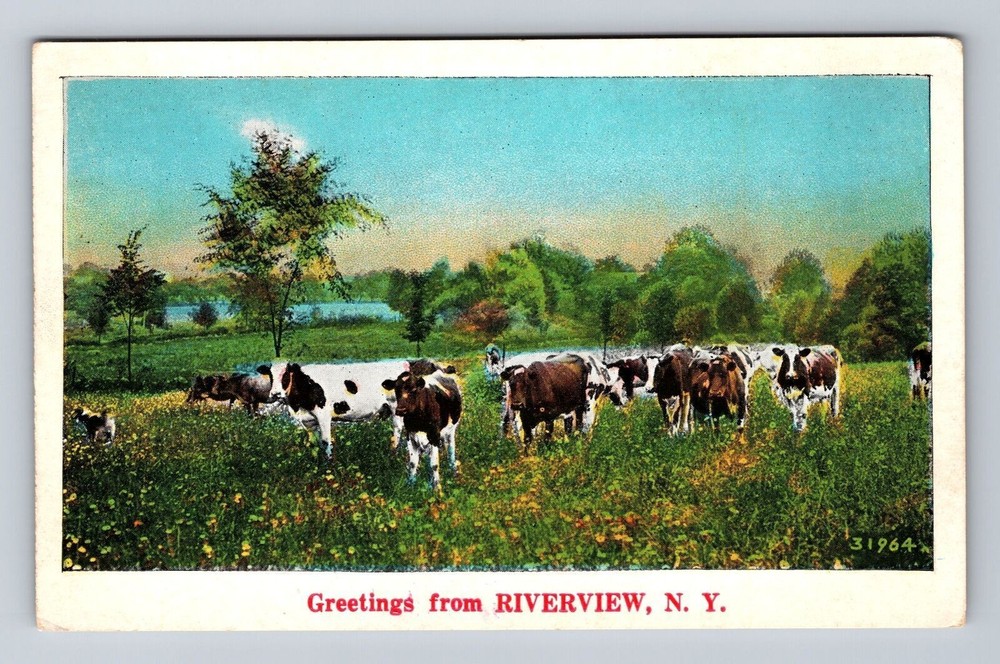 Riverview NY-New York, Scenic Greetings Herd of Cattle Souvenir Vintage Postcard