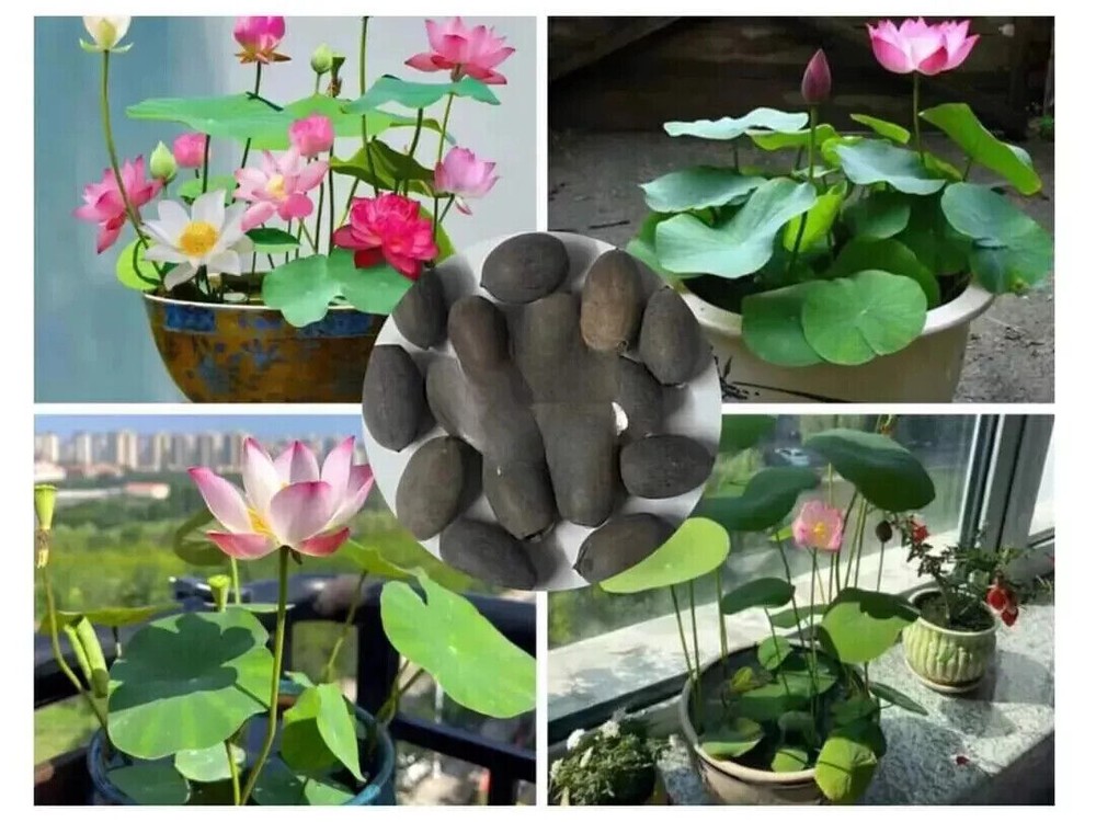 90x Seeds Lotus Mix Flower Seed Hand Picked Aquatic Plants Water Garden US