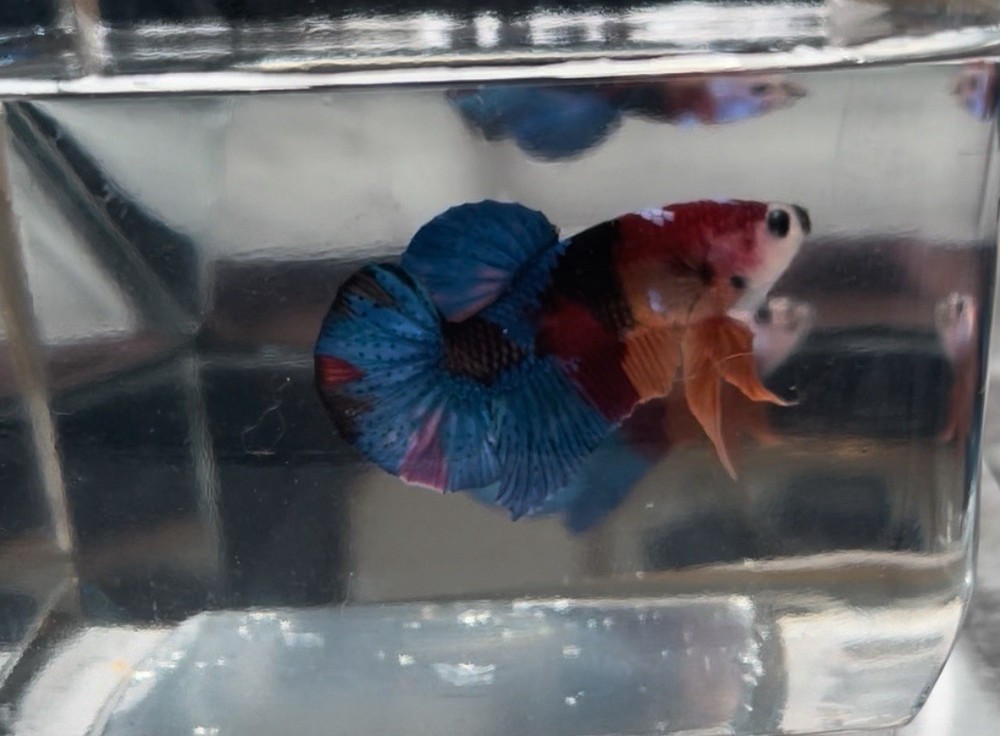 Stunning Koi Halfmoon Plakat Male Betta Fish for Sale