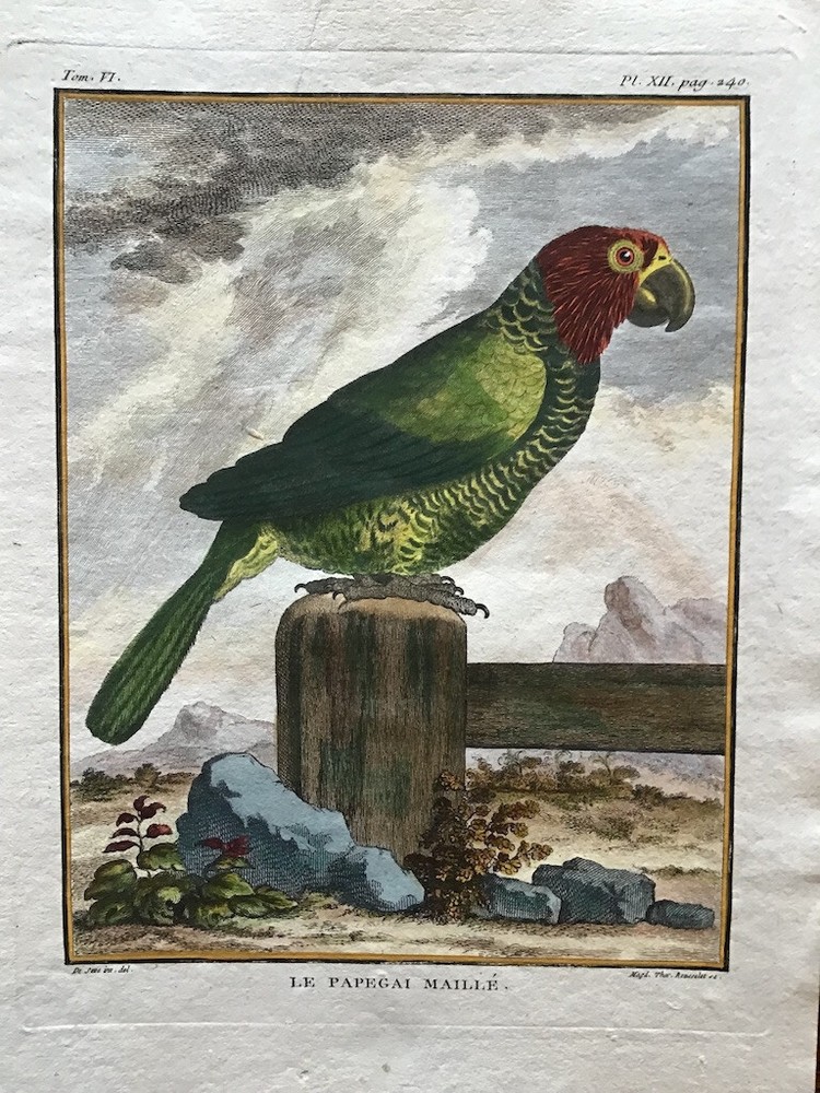 Hand-colored  antique bird print by Buffon of a parrot