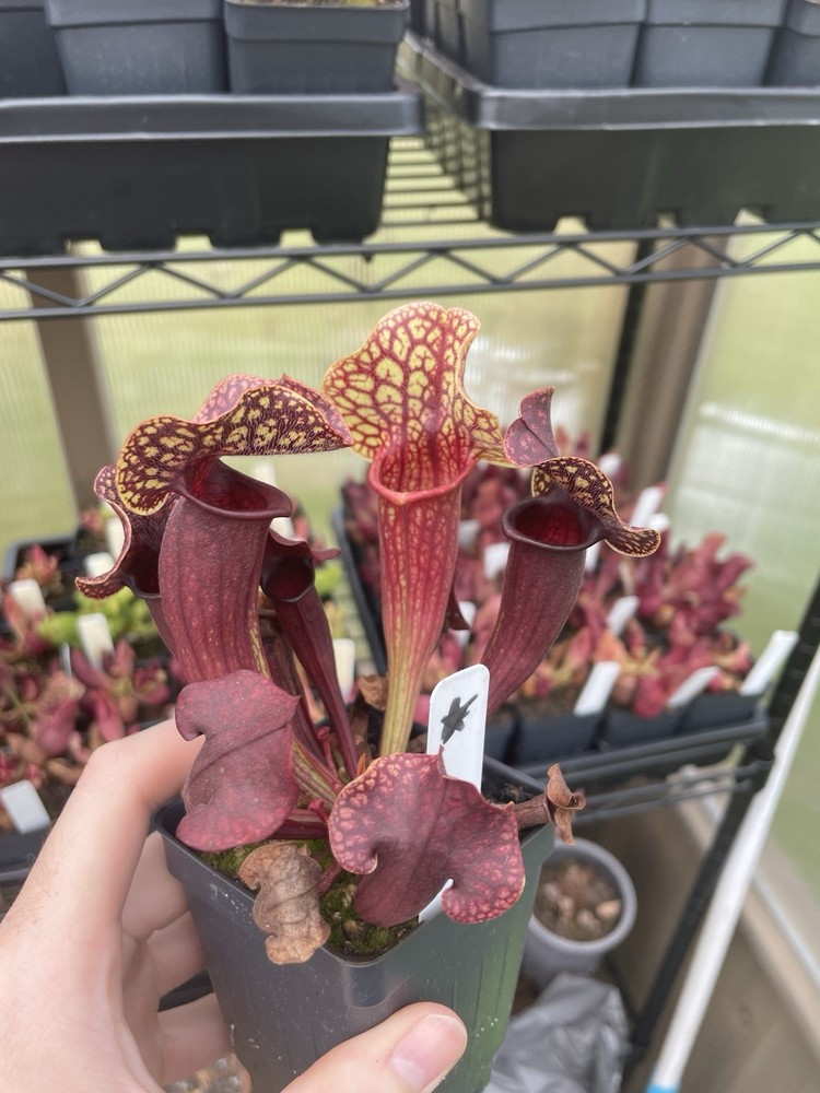 Sarracenia Catesbaei X S. Purpurea SG