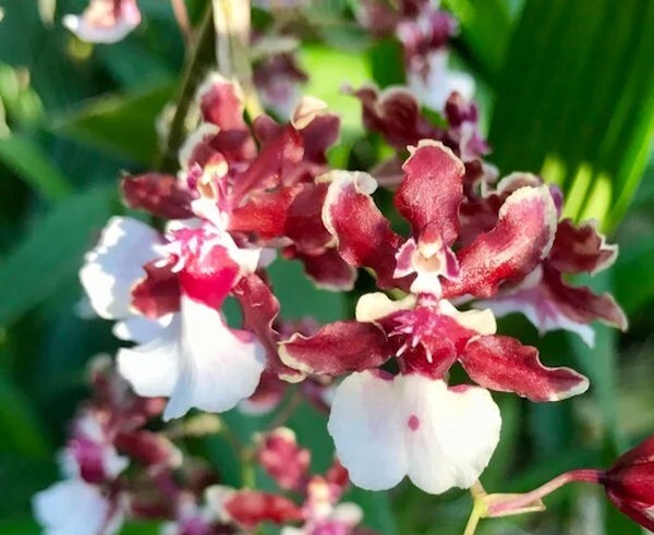 Onc. Sharry Baby 'Red Fantasy' Live Orchid Plant 3 inch Pot 1B35