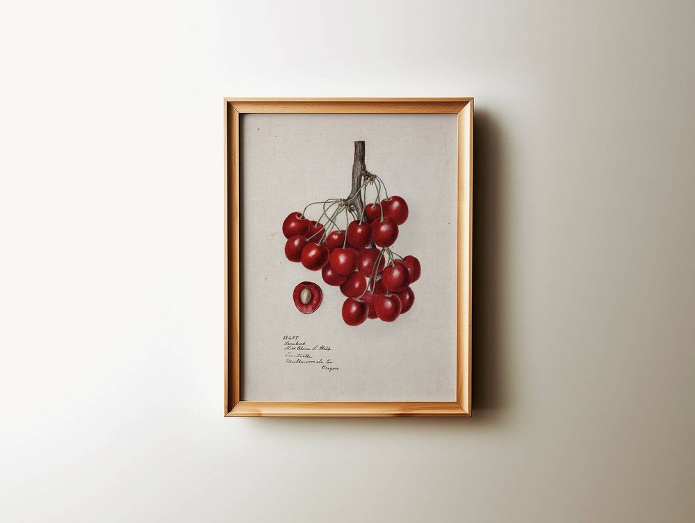 Vintage Cherries Botanical Wall Art Kitchen Fruit Art Trendy Wall Art