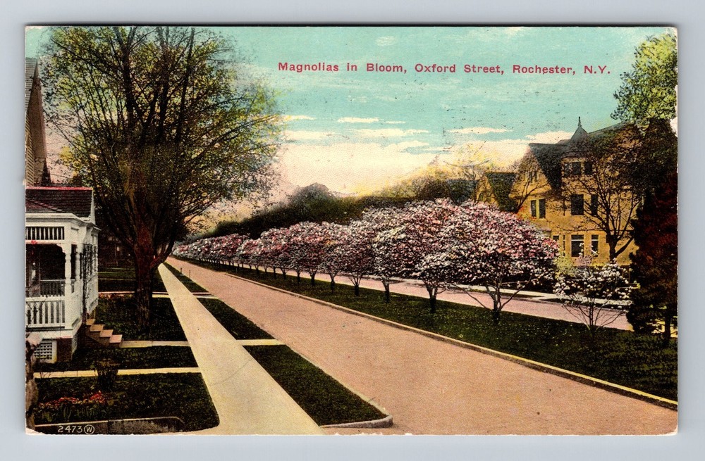 Rochester NY-New York Magnolias In Bloom Oxford Street Vintage c1911 Postcard