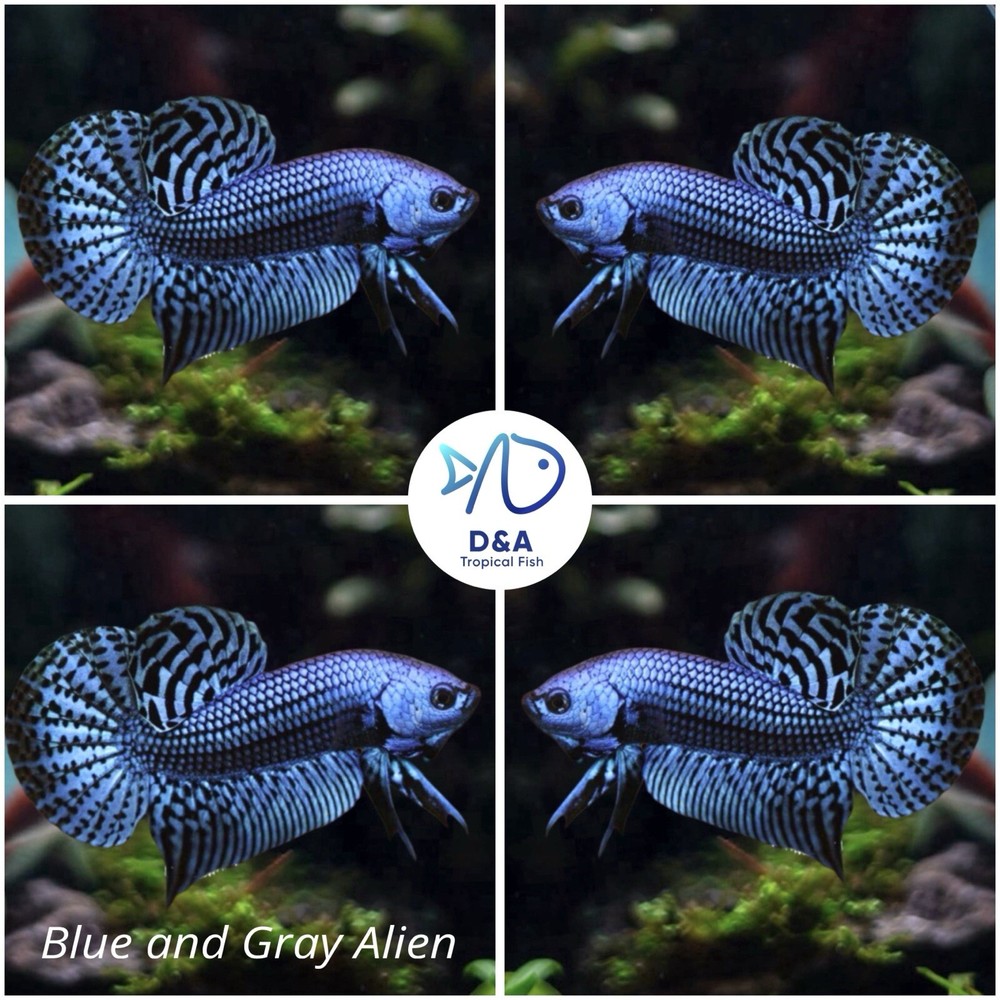 1 MALE - Live Betta Fish High Quality Wild Betta Alien Blue/Gray - USA SELLER
