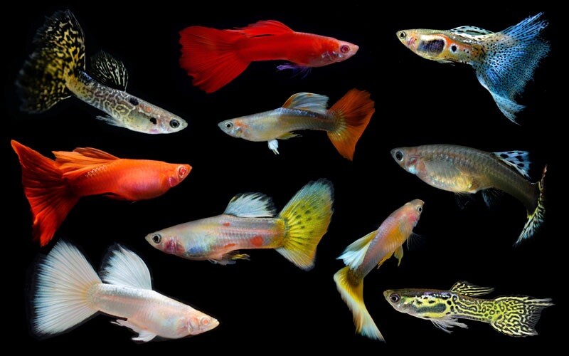12 Vibrant Fancy Guppy Males for Your Freshwater Aquarium