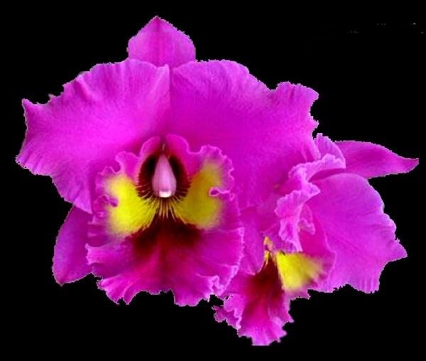 Cattleya Rlc King of Taiwan Live Orchid Plant 2B9