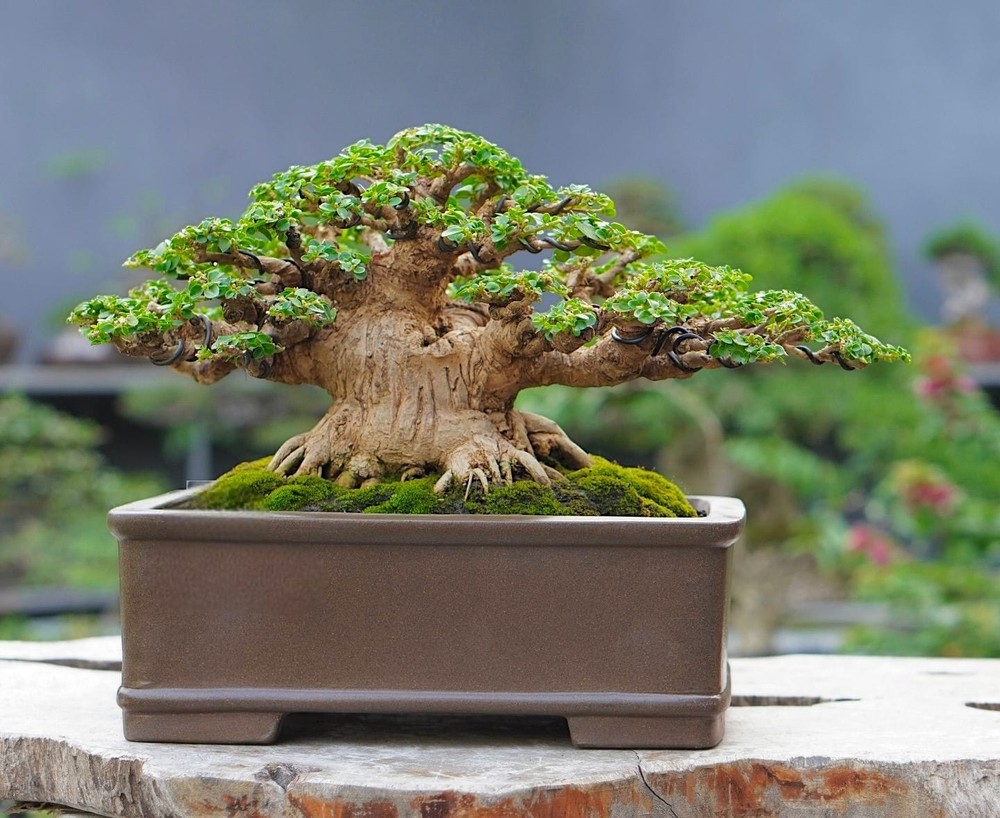 Actual plant bonsai Premna Microphylla bogel style bonsai tree