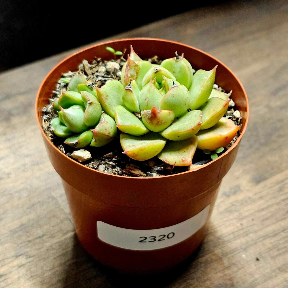 Live Echeveria Succulent in a 2.5