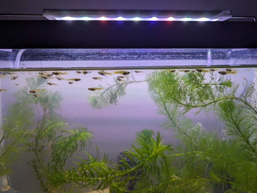 15 + 5 Free  Sale !!! Limited Time Mutt Fancy Guppy Fry-image