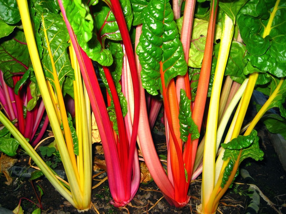 Rainbow Swiss Chard Seeds, Bright Lights, NON-GMO, Variety Sizes, FREE SHIPPING
