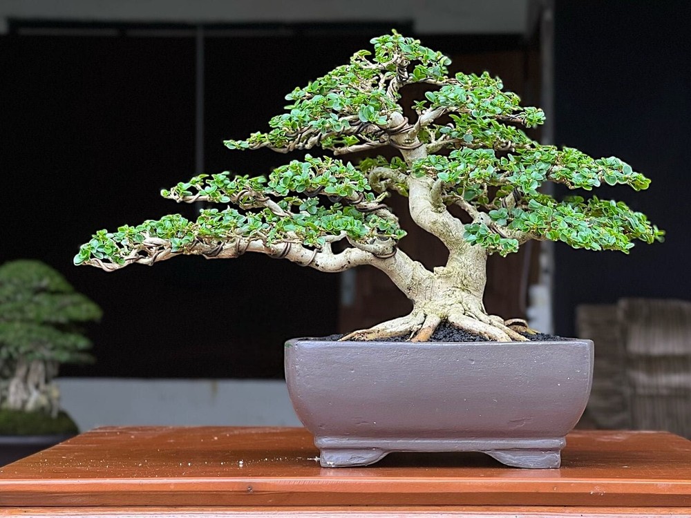 Premna Microphylla Bonsai Tree with Aged Character and Natural Beauty