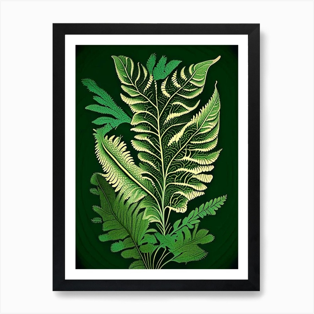 Vintage Sensitive Fern Botanical Framed Wall Art Canvas Print