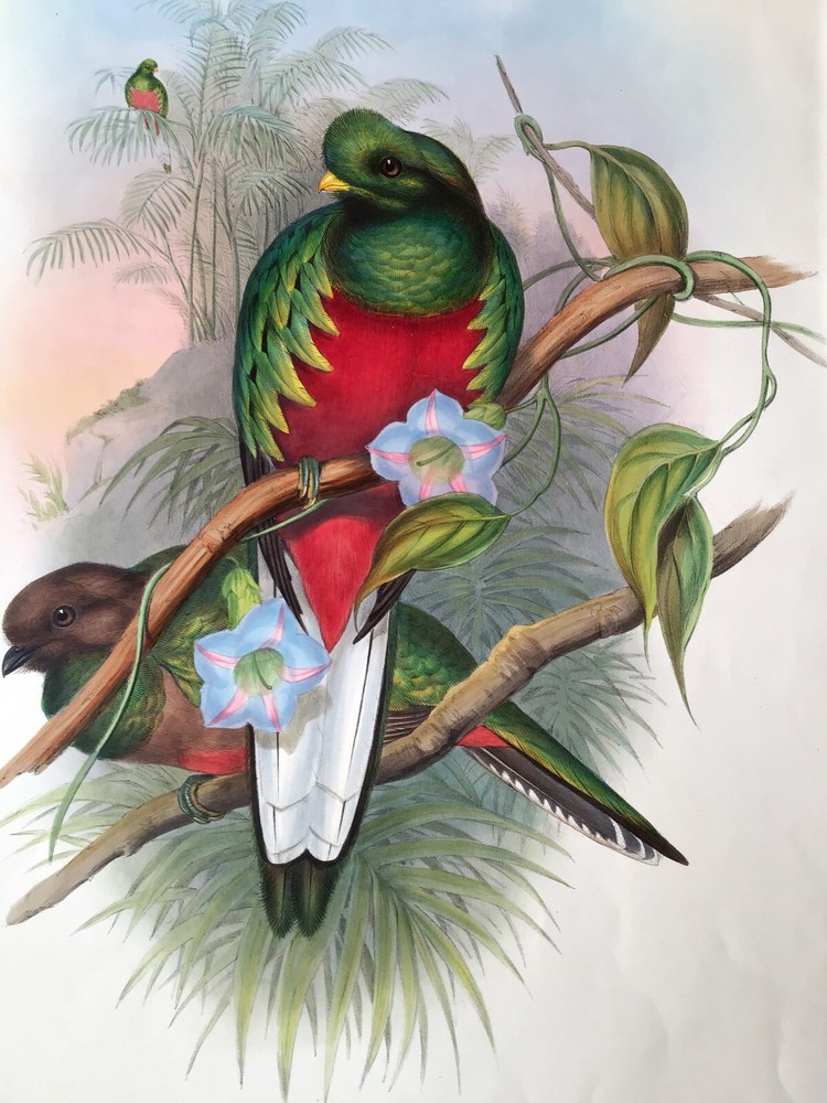 Antique hand-colored bird print of Crested Quetzal by John Gould