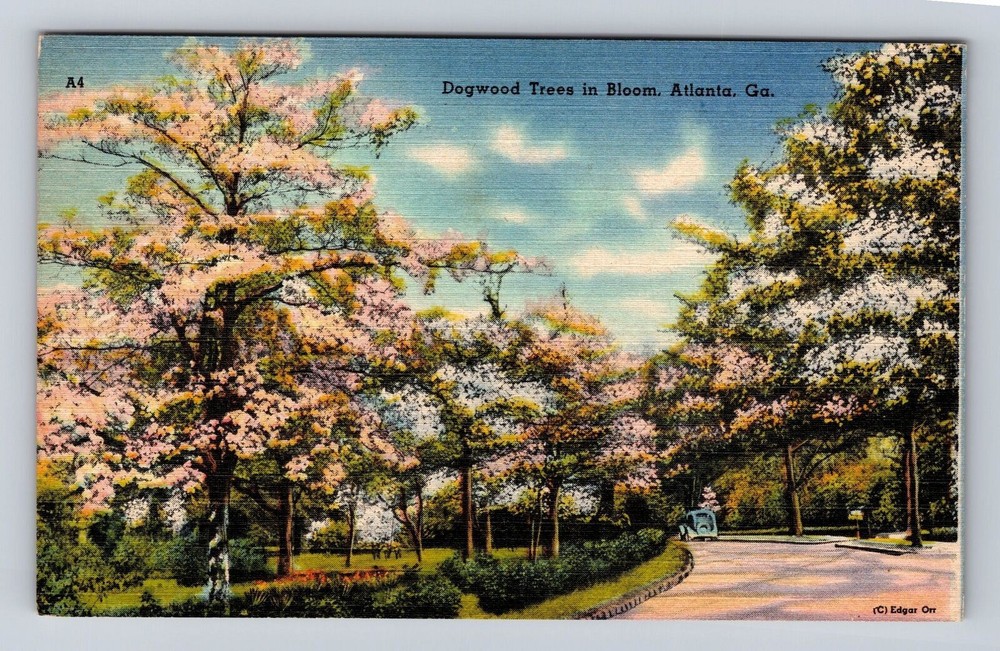 Vintage Atlanta GA Dogwood Trees Bloom Antique Souvenir Postcard
