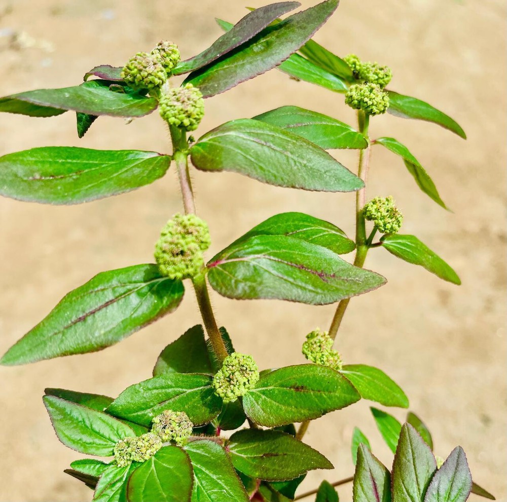 Euphorbia Hirta 100g, Dried Asthma Plant for tea making