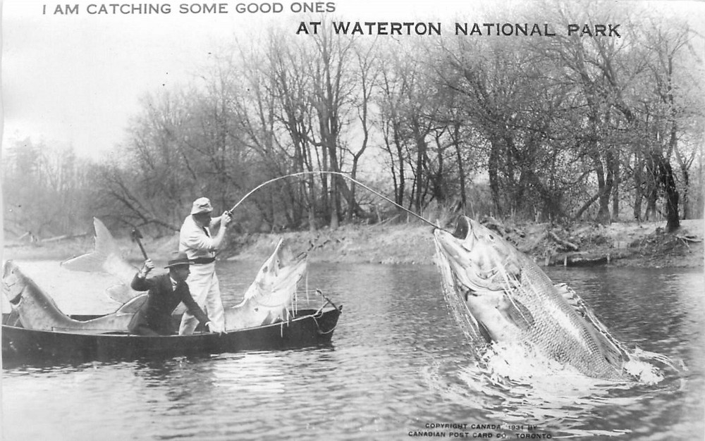 1930s Canada Fishing Exaggeration Watertown National Park Postcard 25-1085