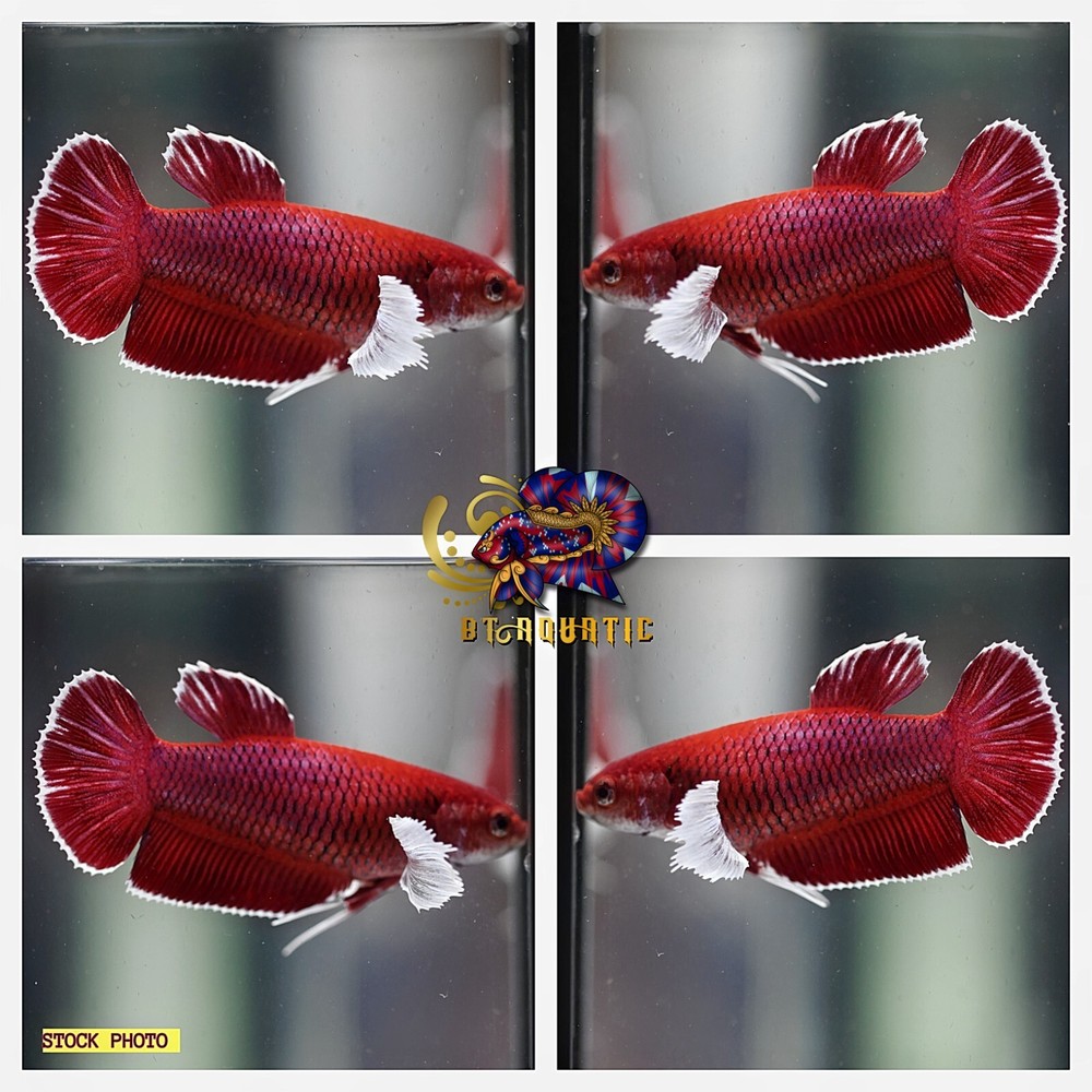 Live Betta Fish HMPK Female Dumbo Lavender Good for Sorority/Breed USA Seller