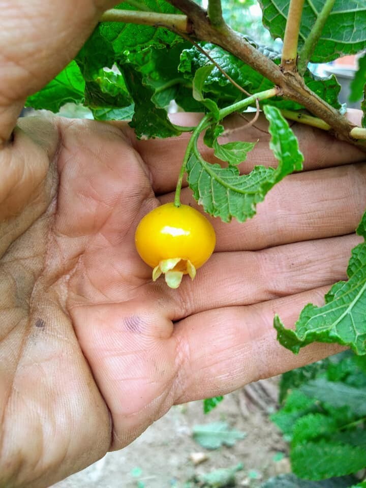 Campomanesia Reitziana