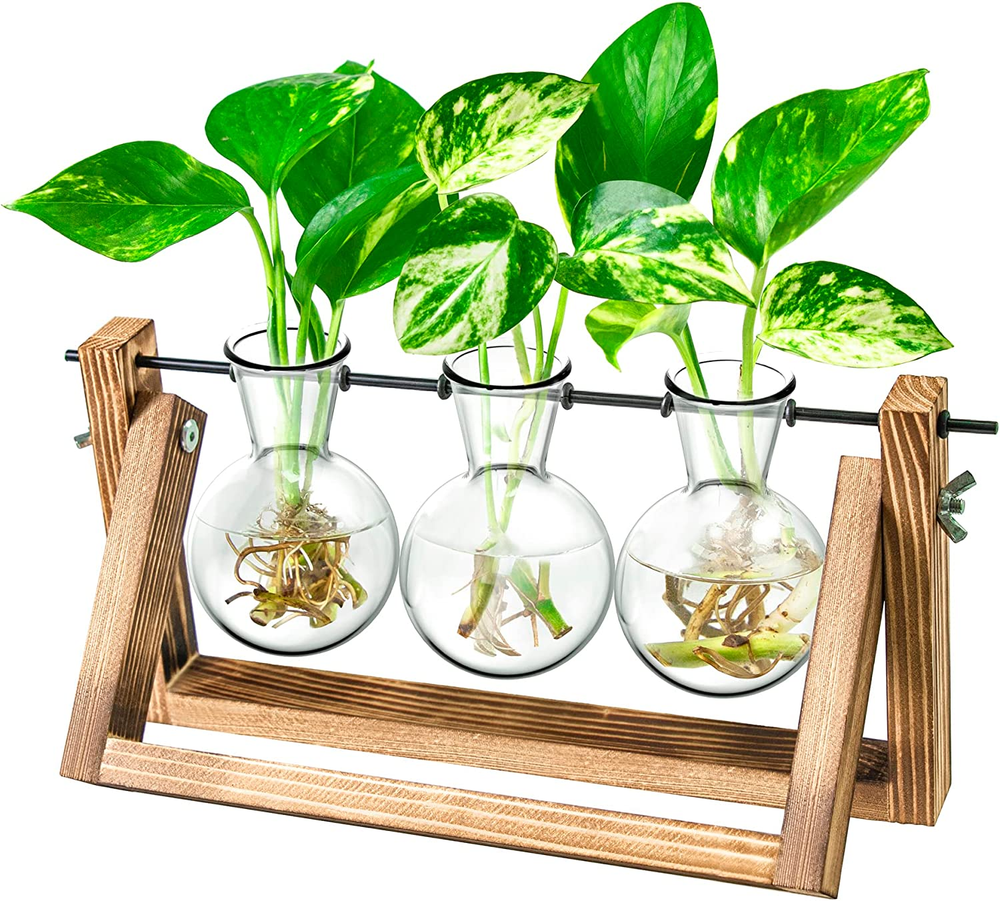 Ivolador Desktop Glass Plants Bulb Terrarium with Retro Solid Wooden Stand And