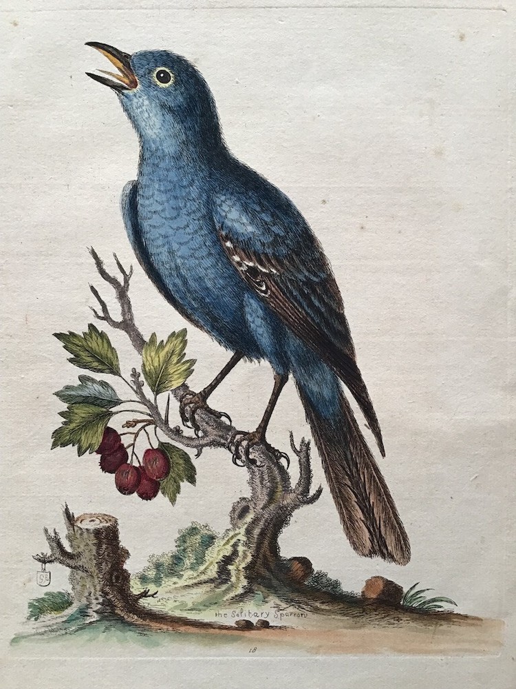 Antique hand-colored bird print of an adult Blue Rock Thrush by George Edwards