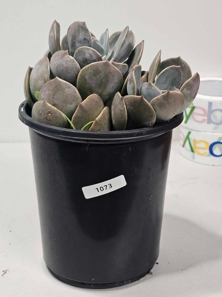 ECHEVERIA 'Dusty Rose'- Rooted in 1Gal  pot- ACTUAL ITEM-CLEARANCE SALE!- 1073-image